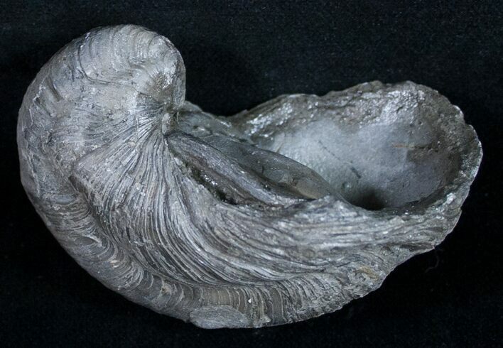 Gryphaea (Devil's Toenail) Fossil Oyster - Jurassic #9900